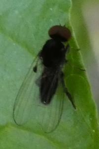 <i>Paraplatypeza atra</i>