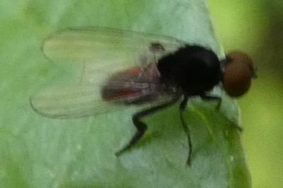 <i>Paraplatypeza atra</i>