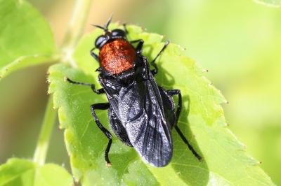 <i>Clitellaria ephippium</i>