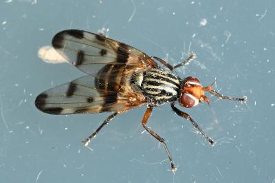 <i>Otites porcus</i>