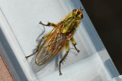 <i>Scathophaga stercoraria</i>