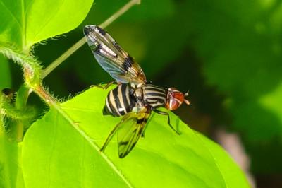 Otites porcus
