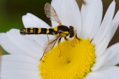 Sphaerophoria scripta