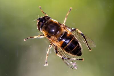Eristalis similis
