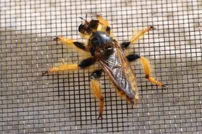 Pogonosoma maroccanum