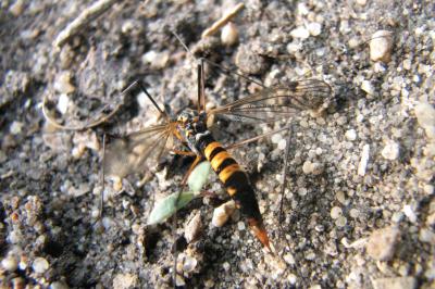 Nephrotoma crocata