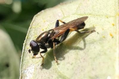 Xylota segnis