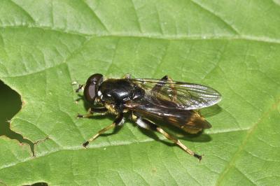<i>Xylota sylvarum</i>