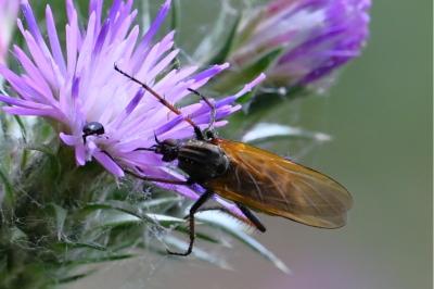 <i>Empis tessellata</i>