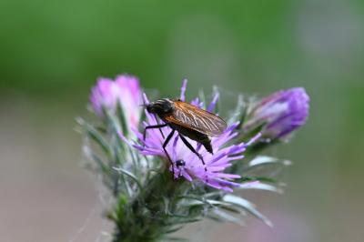 <i>Empis tessellata</i>