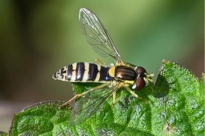 <i>Sphaerophoria</i>