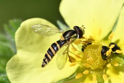 <i>Sphaerophoria</i>