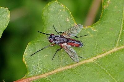 <i>Mintho rufiventris</i>