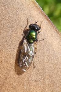<i>Chloromyia formosa</i>