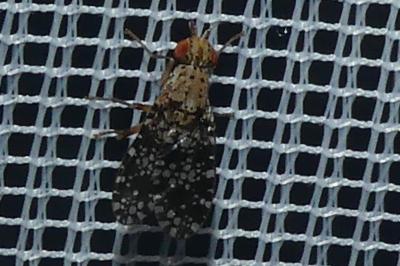 <i>Trypetoptera punctulata</i>