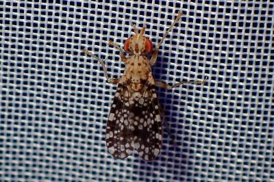 <i>Trypetoptera punctulata</i>