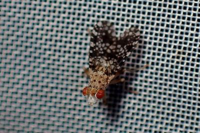 <i>Trypetoptera punctulata</i>
