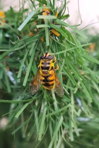 <i>Myathropa florea</i>