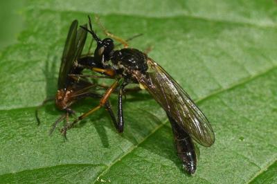Dioctria rufipes
