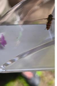 <i>Episyrphus balteatus</i>