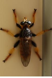 <i>Pogonosoma maroccanum</i>