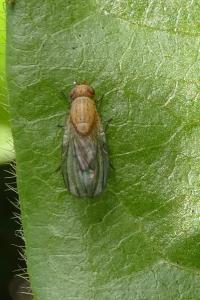 <i>Homoneura</i>