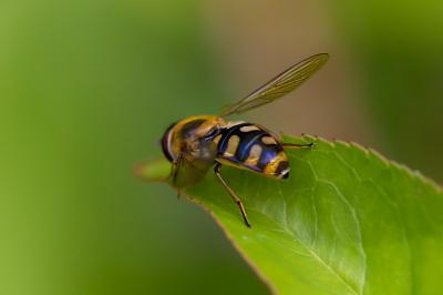 <i>Eupeodes corollae</i>