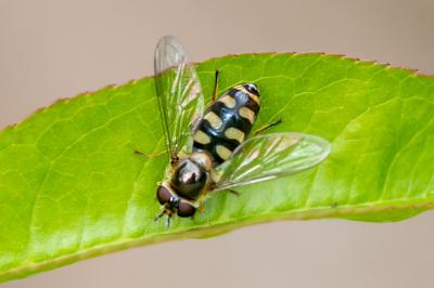 Eupeodes corollae