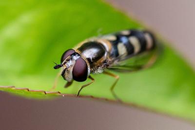 <i>Eupeodes corollae</i>