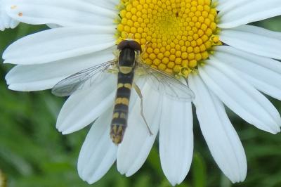 <i>Sphaerophoria scripta</i>