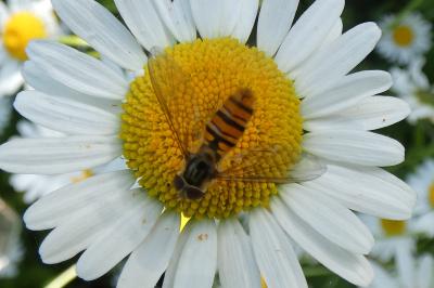 <i>Episyrphus balteatus</i>