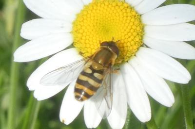 <i>Syrphus ribesii</i>