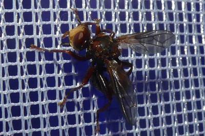 <i>Sicus ferrugineus</i>