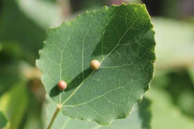 <i>Harmandiola tremulae</i>