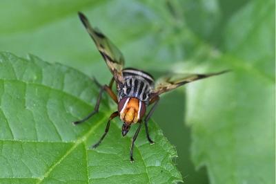 <i>Otites porcus</i>