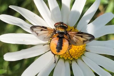 <i>Ectophasia crassipennis</i>