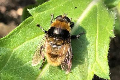 Merodon equestris