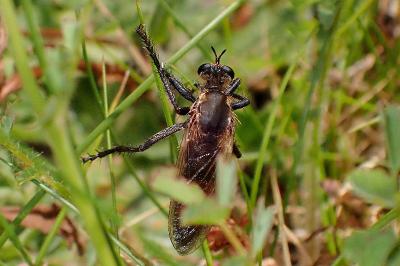 <i>Dasypogon diadema</i>