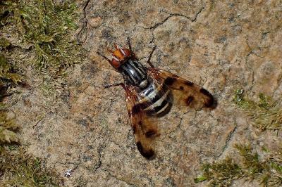 <i>Otites porcus</i>