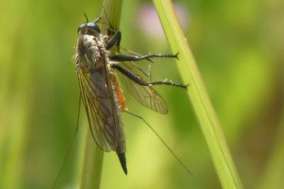 <i>Eutolmus rufibarbis</i>