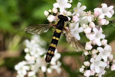 <i>Sphaerophoria scripta</i>
