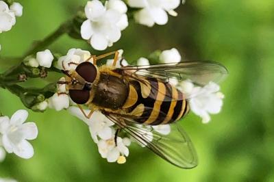 <i>Syrphus ribesii</i>