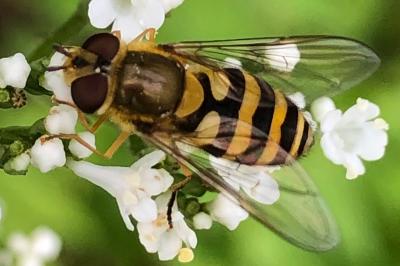 <i>Syrphus ribesii</i>