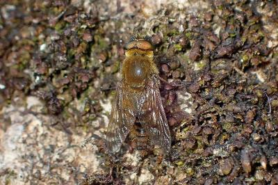 <i>Thereva nobilitata</i>