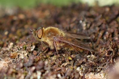 <i>Thereva nobilitata</i>
