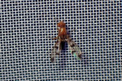 <i>Geomyza tripunctata</i>
