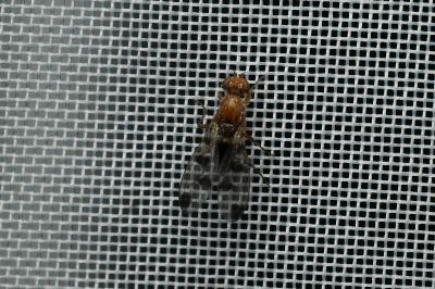 <i>Geomyza tripunctata</i>