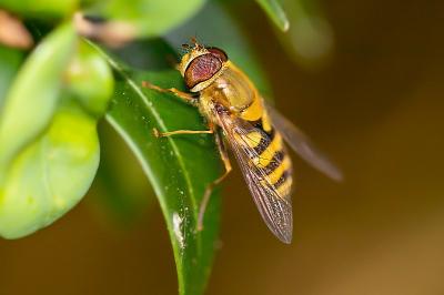 <i>Syrphus vitripennis</i>