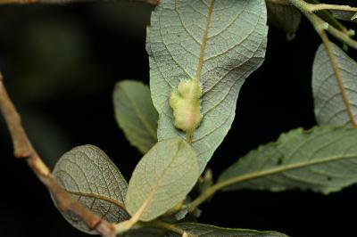 <i>Iteomyia major</i>