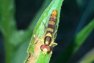 <i>Sphaerophoria scripta</i>